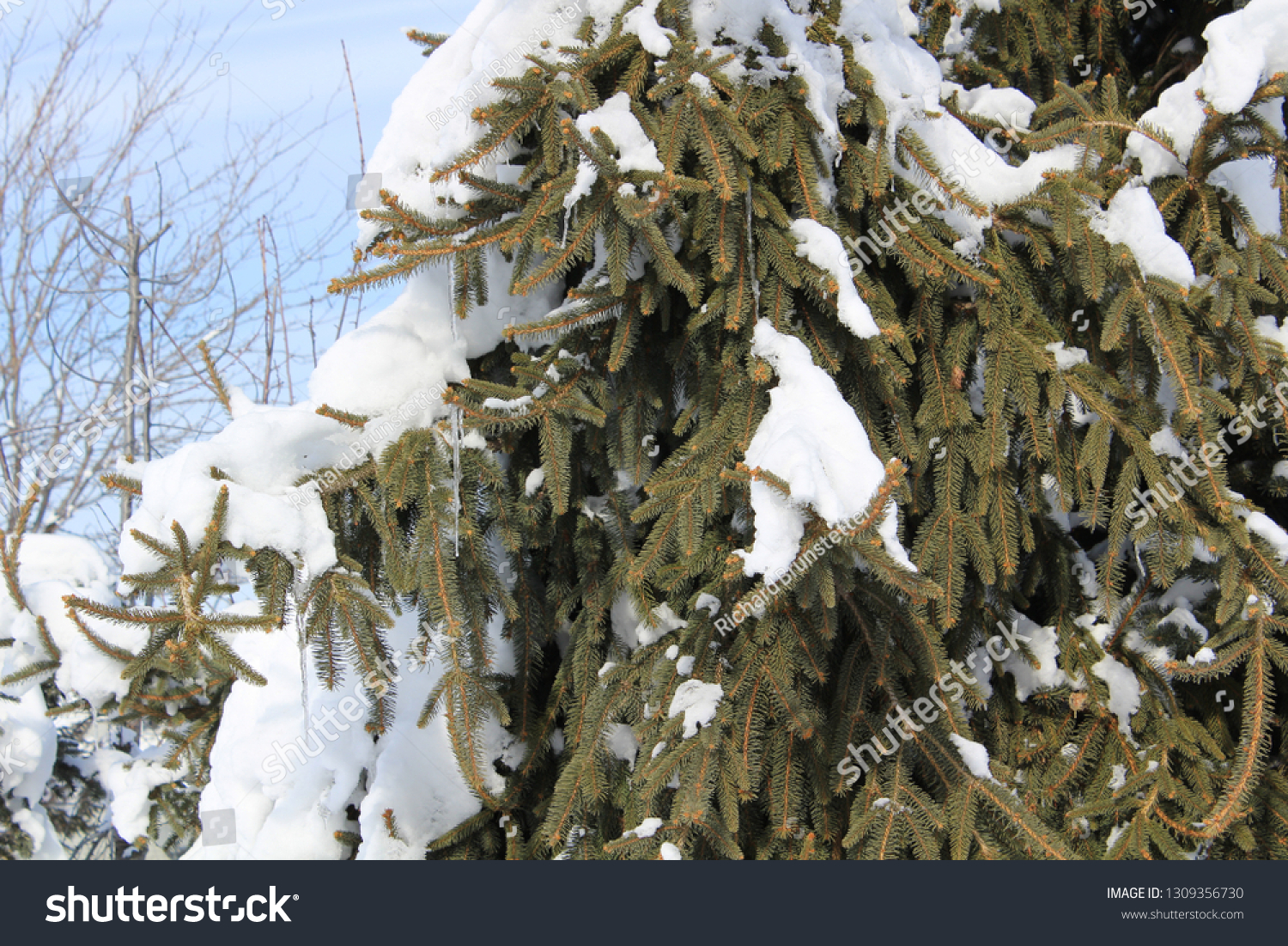 Winter snow scenes #1309356730
