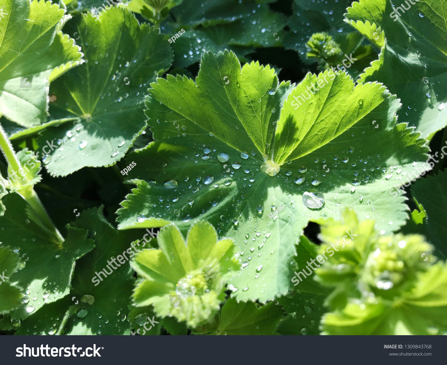 Morning water dew drops on fresh green geranium leaves #1309843768