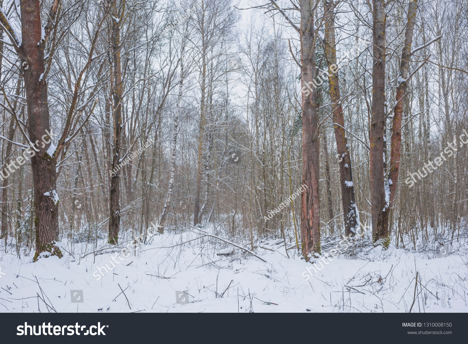 Winter day in the forest. Nature in the vicinity of Pruzhany, Brest region, Belarus. #1310008150