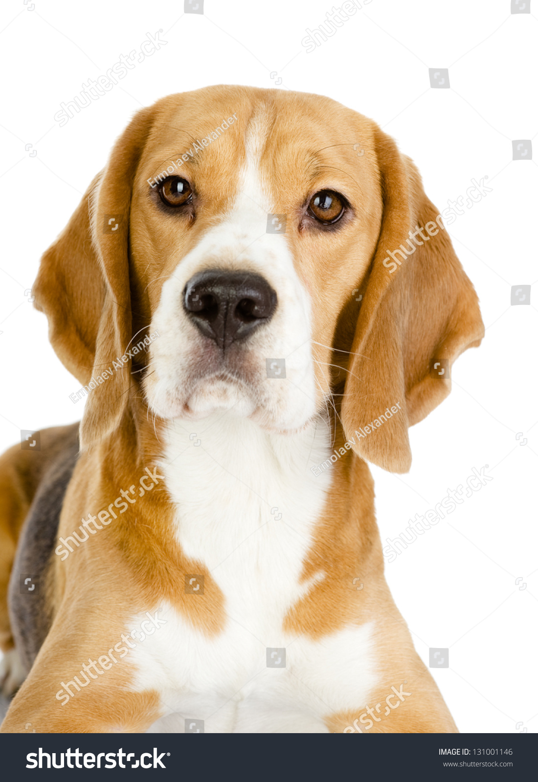 Close-up of Beagle puppy in front. isolated on white background #131001146
