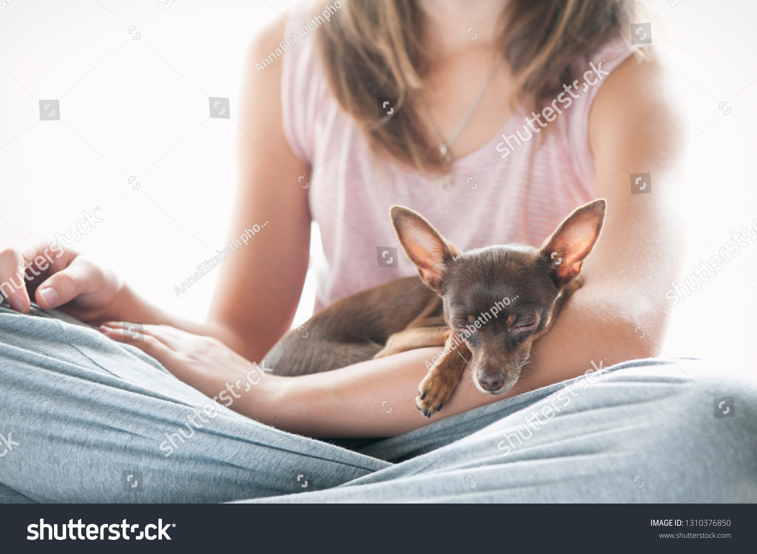 Friendship, trusting, devotion. Little toy-terrier dog sleeping on young owner's hand. Multicolored vibrant indoors filtered image #1310376850