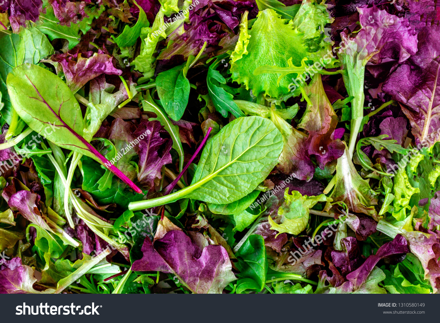 Salad mix leaves background. Fresh Salad Pattern with rucola, purple  lettuce, spinach, frisee and  chard leaf #1310580149