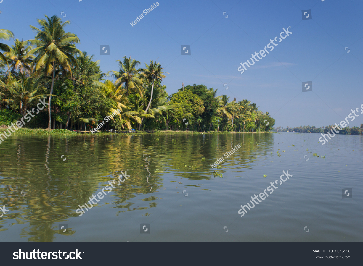 A shot of coconut trees and shrubs on the banks of backwaters of Alleppey, Kerala taken on bright sunny day with clear blue sky and reflection in water symmetrically visible in the shot & blank space. #1310845550