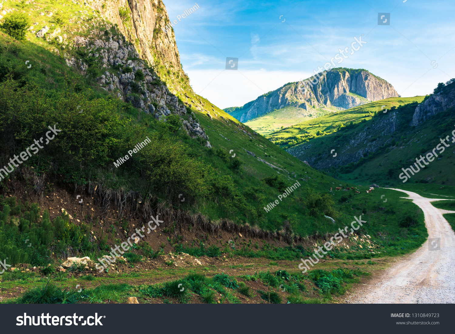 amazing countryside in romania mountains. huge cliffs above grassy meadows. cattle of cows grazing in  the distance. road in to the gorge. beautiful landscape in springtime at sunrise #1310849723