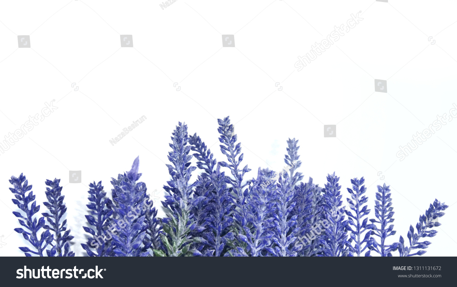 Lavender isolated on white background - copy space for editing #1311131672