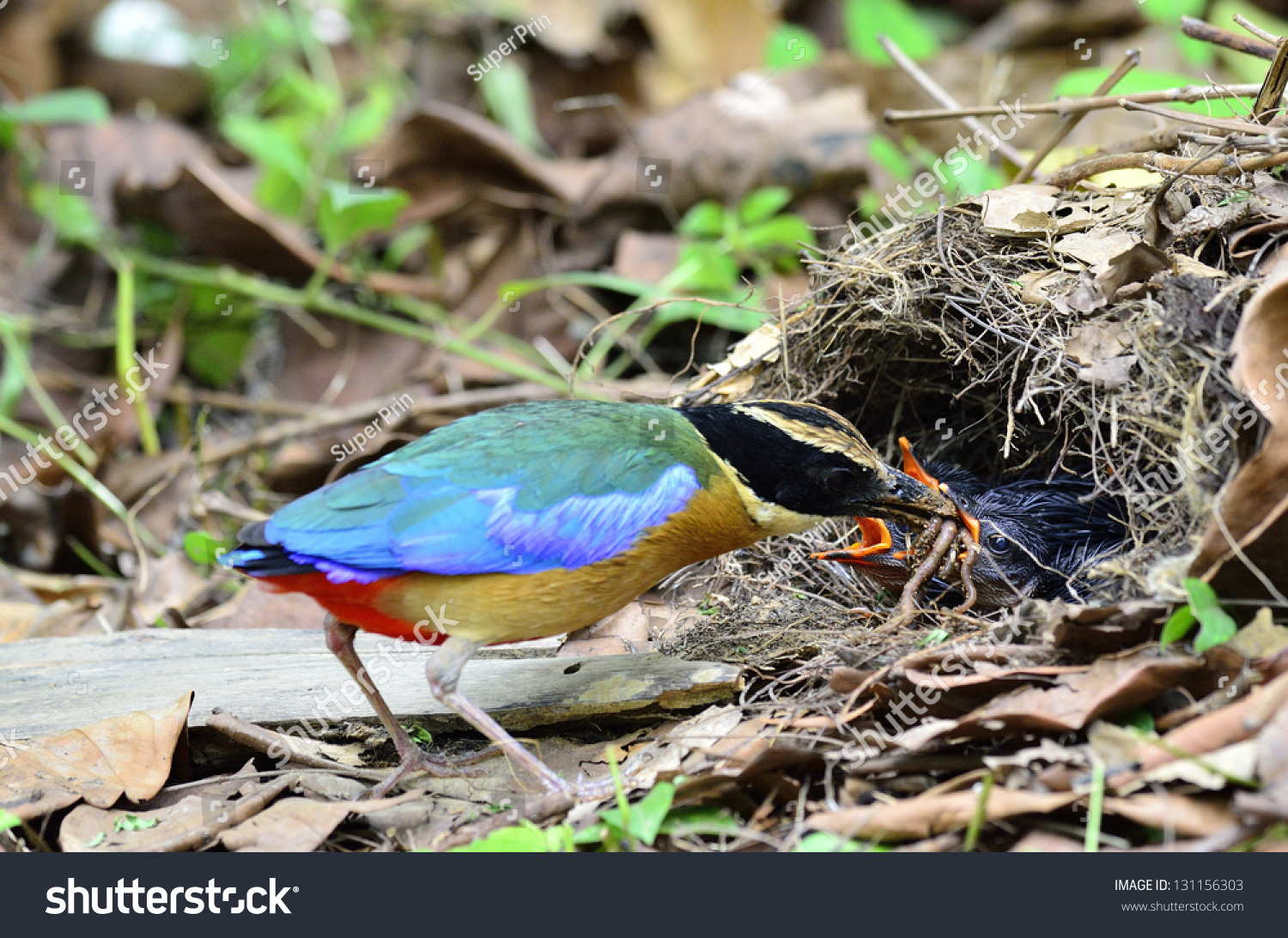 Blue-winged Pitta is feeding its chickens in the nest #131156303