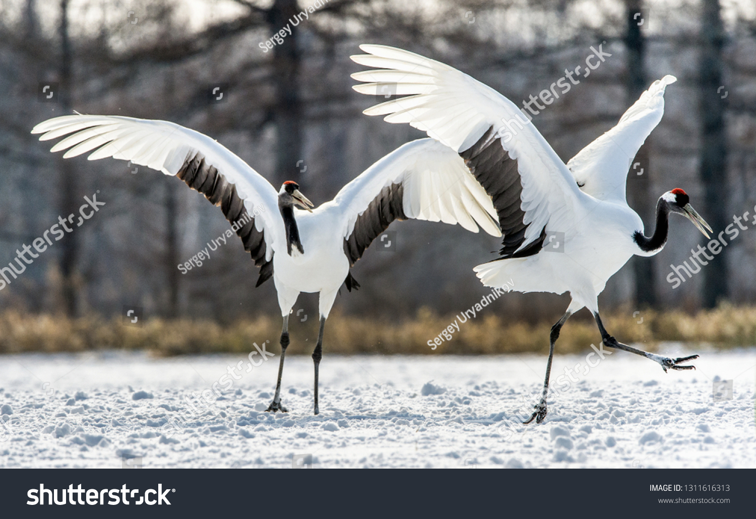 Dancing Cranes. The ritual marriage dance of cranes. The red-crowned crane. Scientific name: Grus japonensis, also called the Japanese crane or Manchurian crane, is a large East Asian Crane. #1311616313