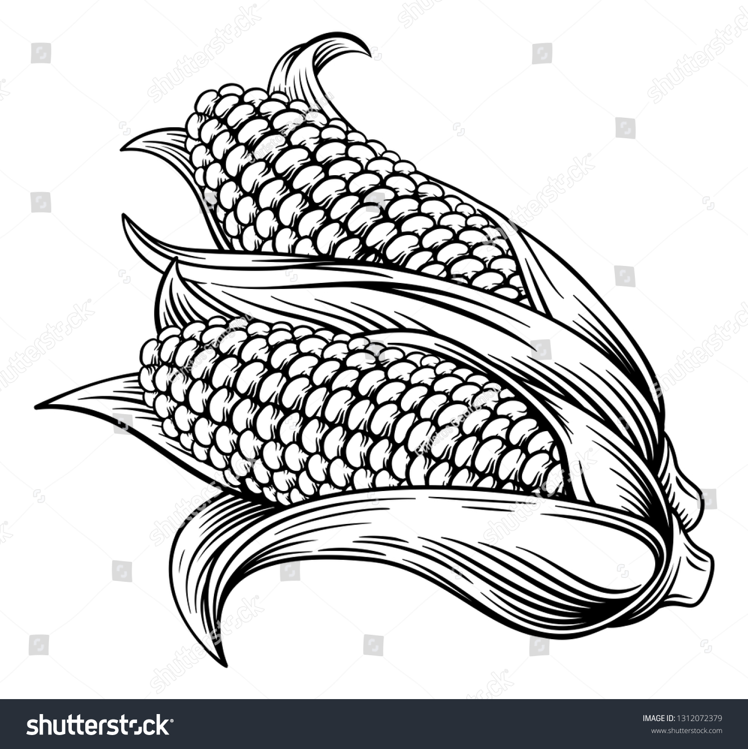 A sweet corn ear maize woodcut print or etching vintage style illustration #1312072379