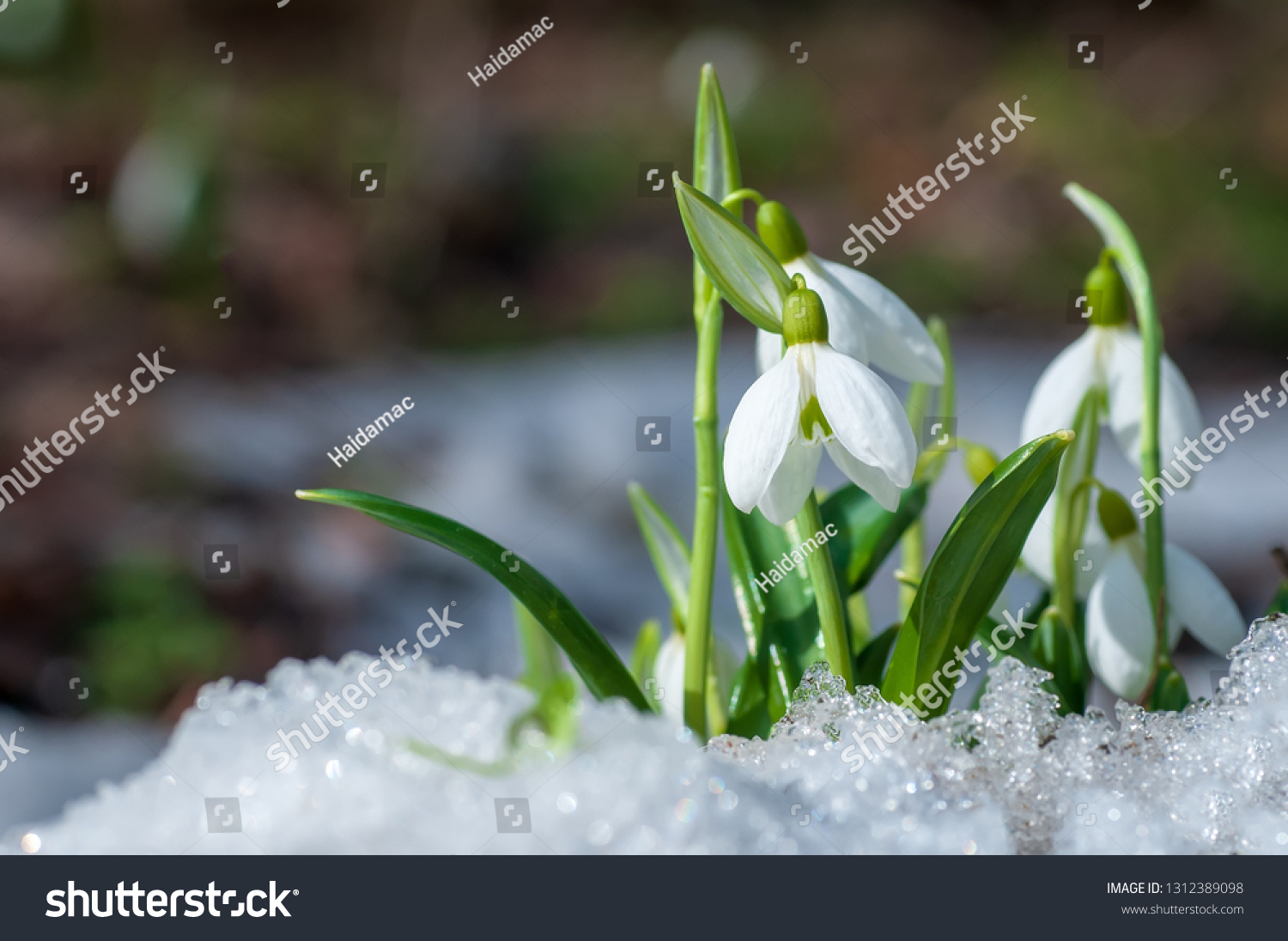 Beautifull snowdrop flower growing in snow in early spring forest. Tender spring flowers snowdrops harbingers of warming symbolize the arrival of spring #1312389098