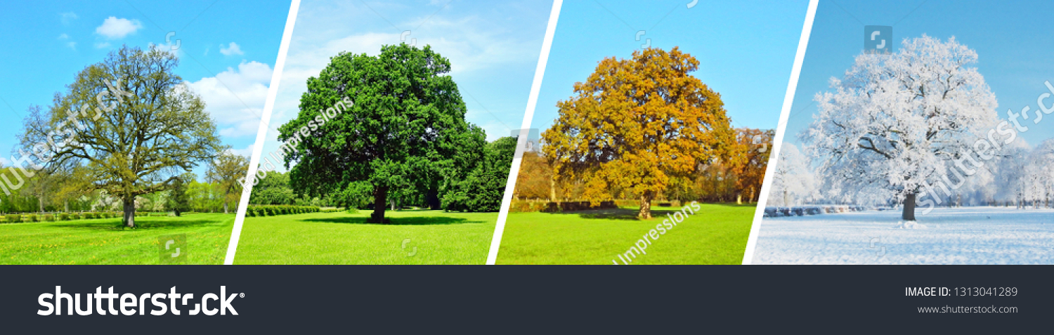 Park Tree Panorama - Four Seasons #1313041289