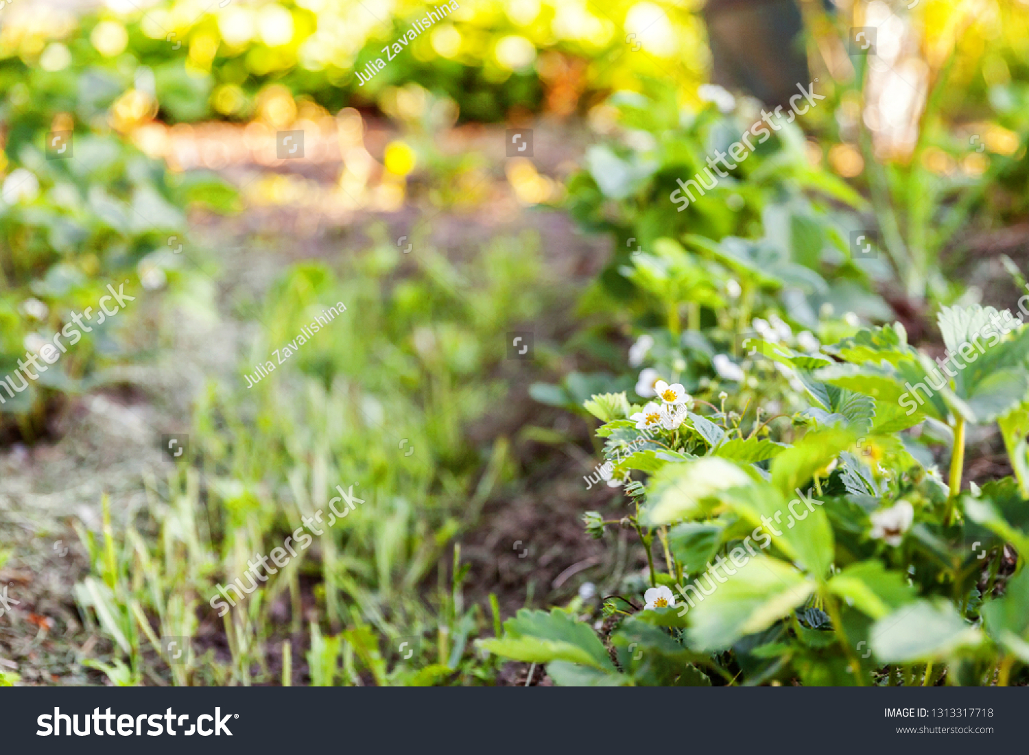 Industrial cultivation of strawberries. Bush of strawberry with flower in spring or summer garden bed. Natural growing of berries on farm. Eco healthy organic food horticulture concept background #1313317718
