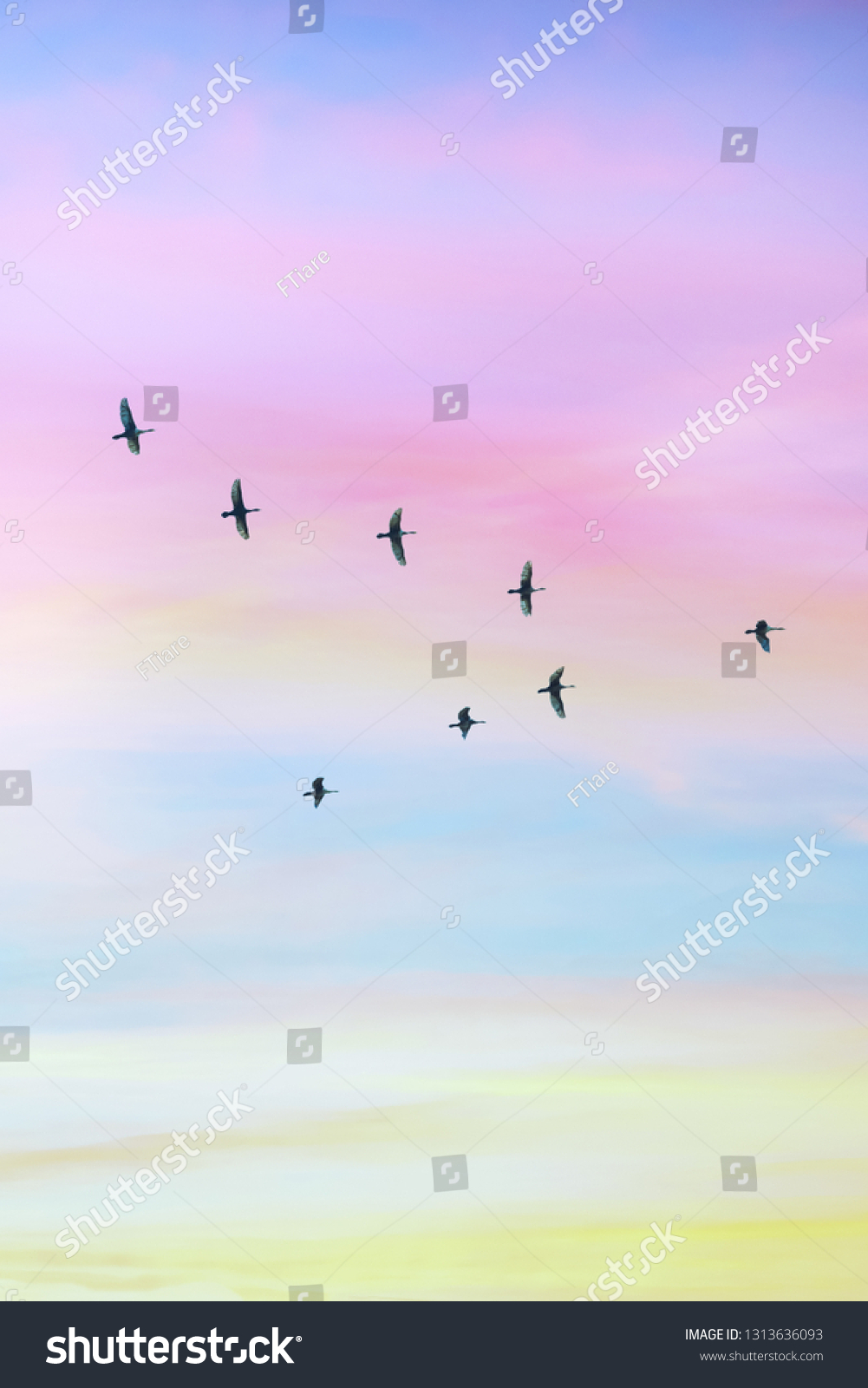 Migratory birds flying in the shape of v on the cloudy sunset sky. Sky and clouds with effect of pastel colored.   #1313636093