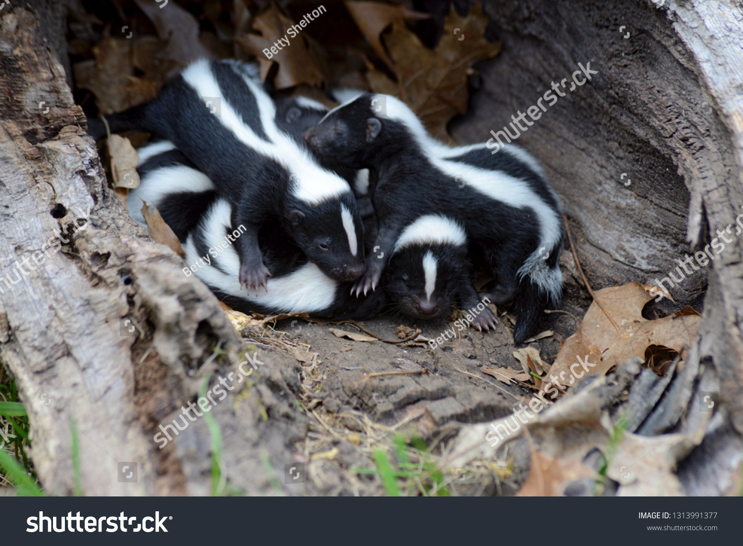 A family of skunk babies in a hollow log. #1313991377