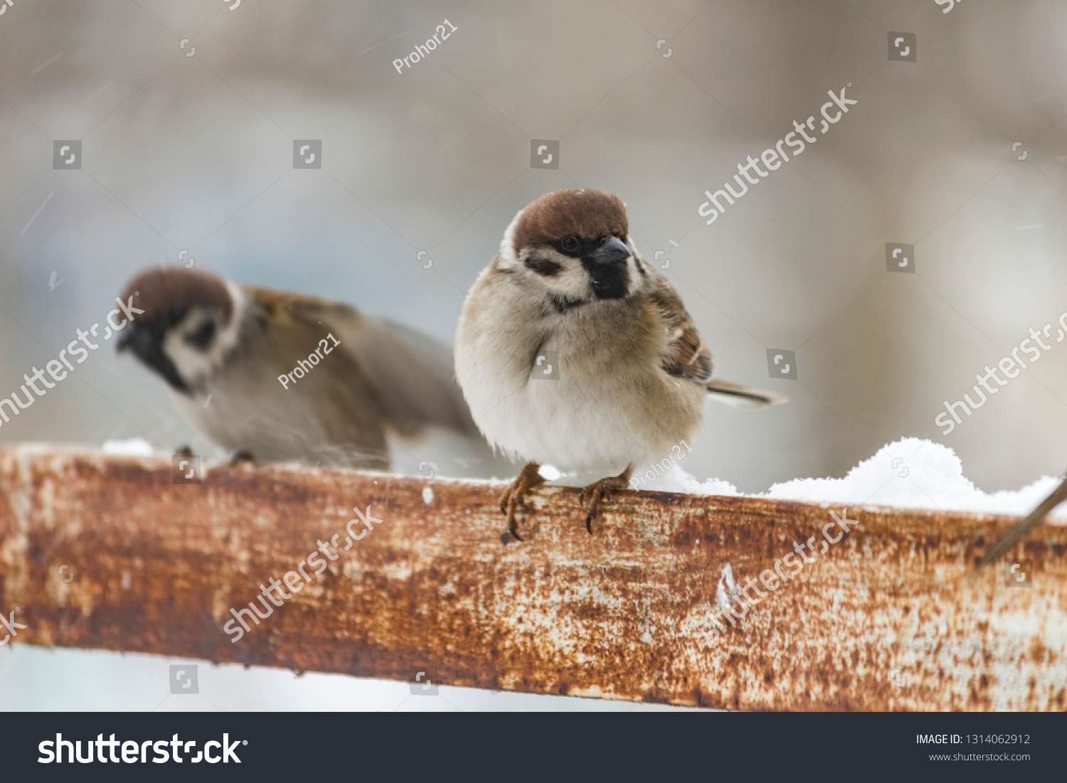 sparrows sit on a metal corner on a snowy day #1314062912