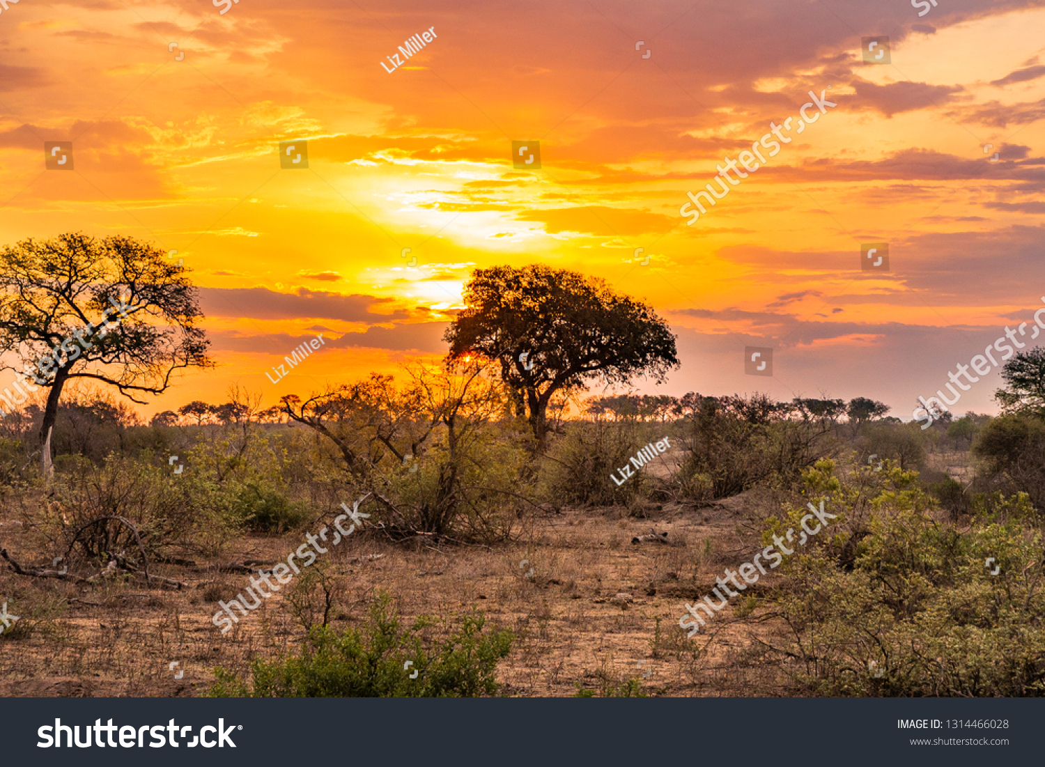 Beautiful Kruger savannah at sunset #1314466028