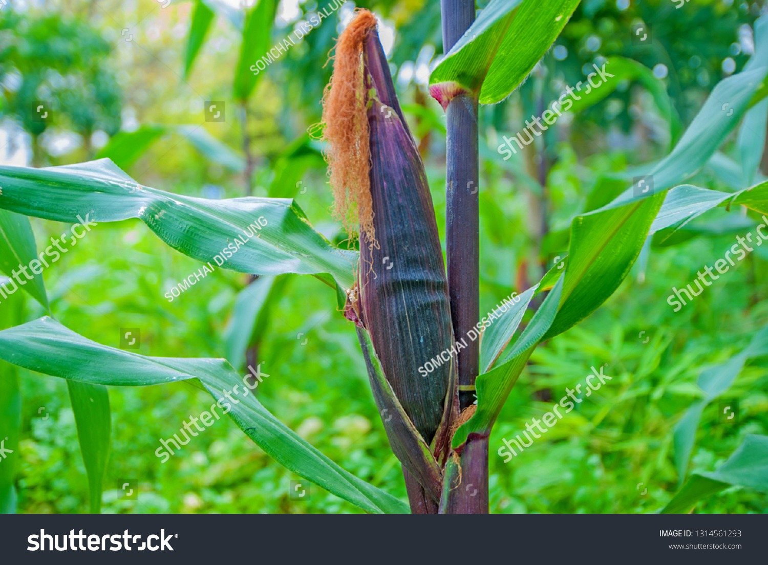 Purple corn tree,Purple corn, Purple corn tree from Thailand country #1314561293