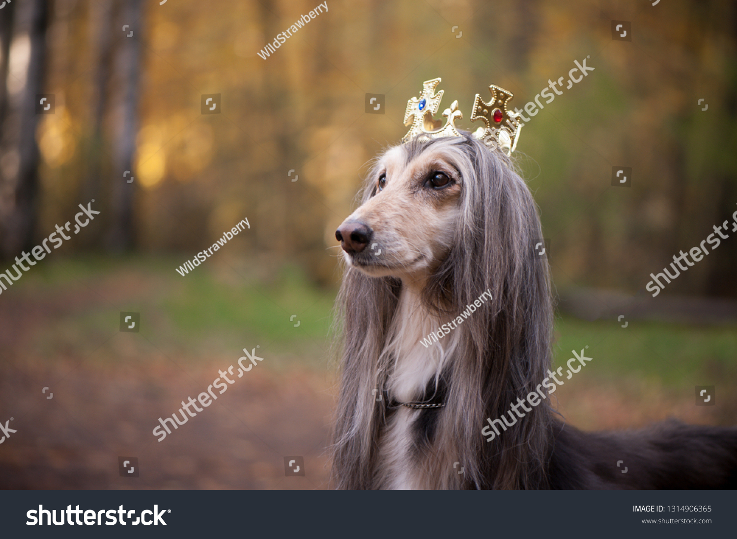Dog in the crown  afghan hounds. In royal clothes on a natural background. Dog lord  or prince, dog power theme #1314906365
