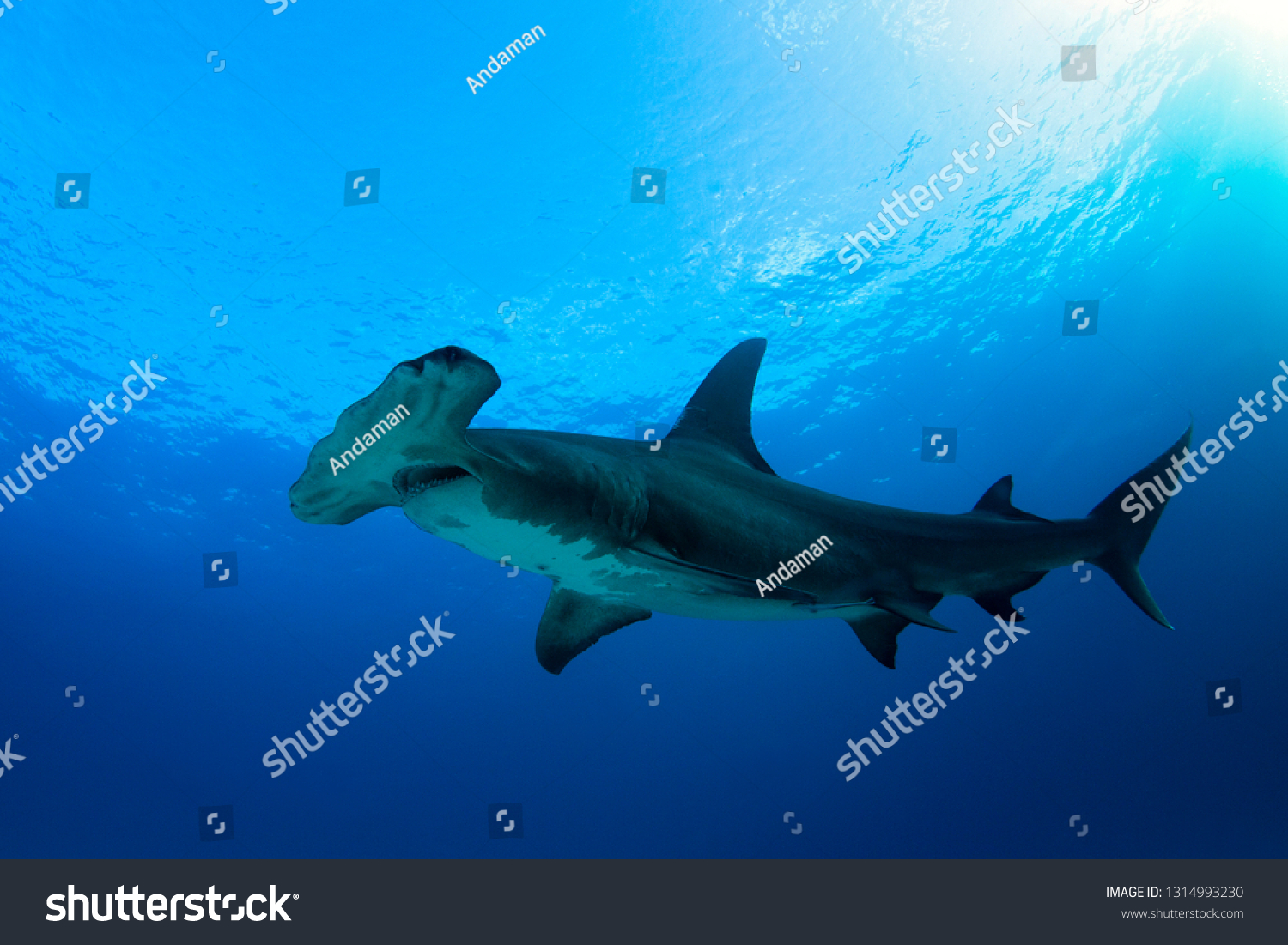 Great Hammerhead Shark (Sphyrna mokarran) against Blue Water and Surface. Tiger Beach, Bahamas #1314993230