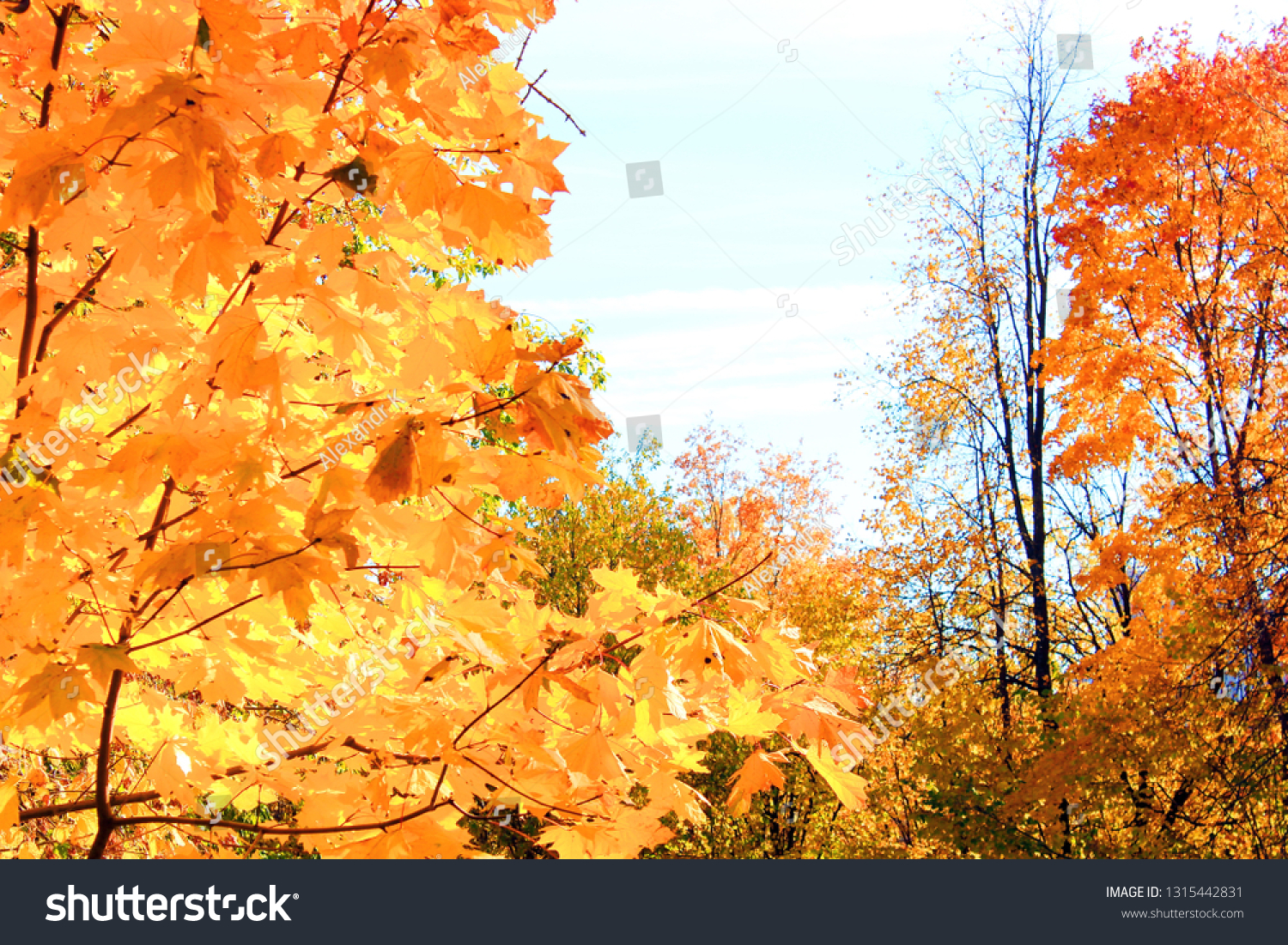 autumn forest, red and yellow leaves, blue sky #1315442831