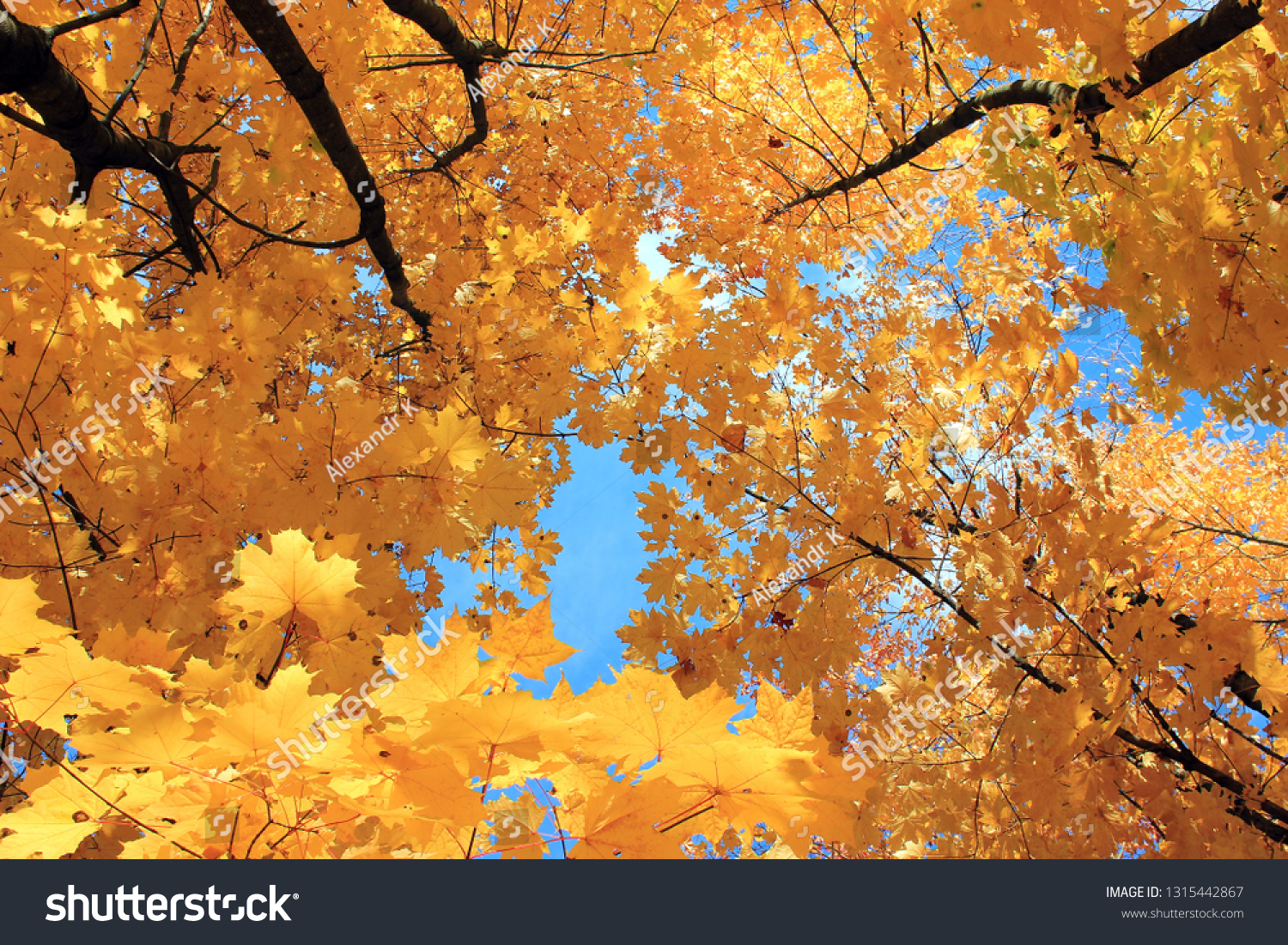 autumn forest, red and yellow leaves, blue sky #1315442867