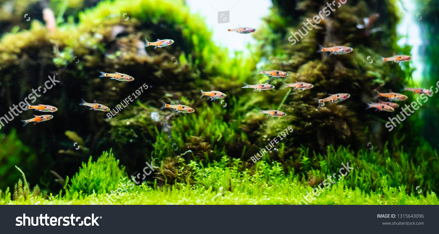 aquatic plant tank made with dragon stone arrangement on soil substrate with plant (Hemianthus callitrichoides cuba) and dwarf rasbora fish. #1315643096