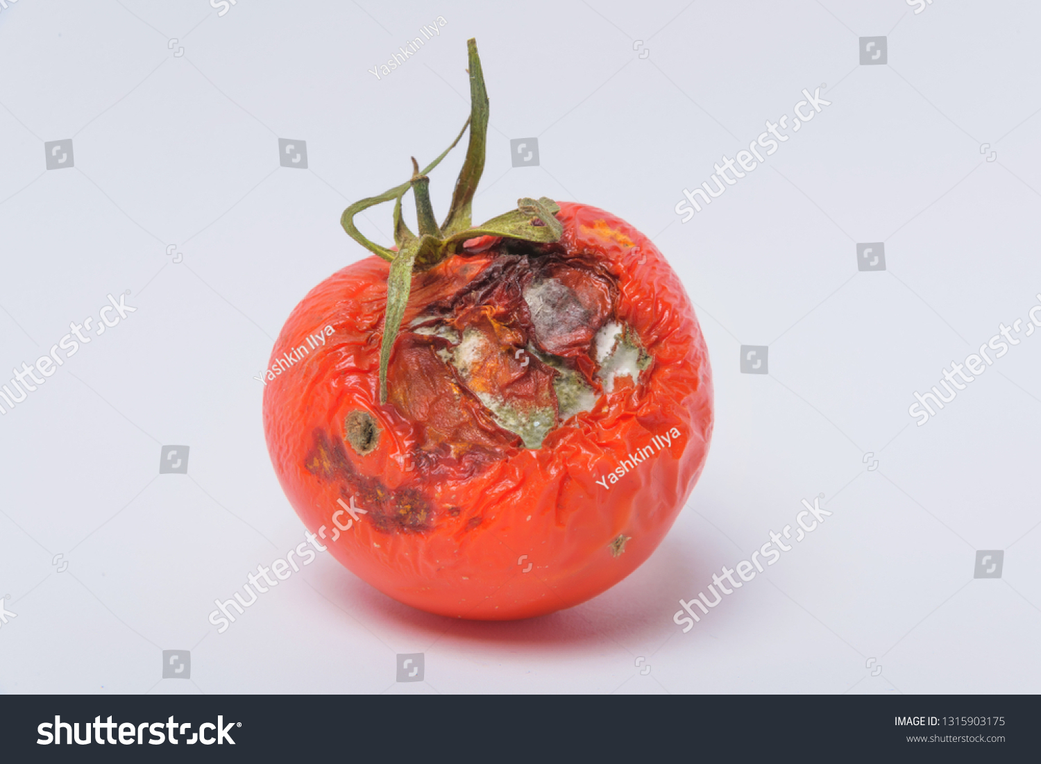 Rotten Tomato. Mold On Vegetables. Rotten - Royalty Free Stock Photo ...