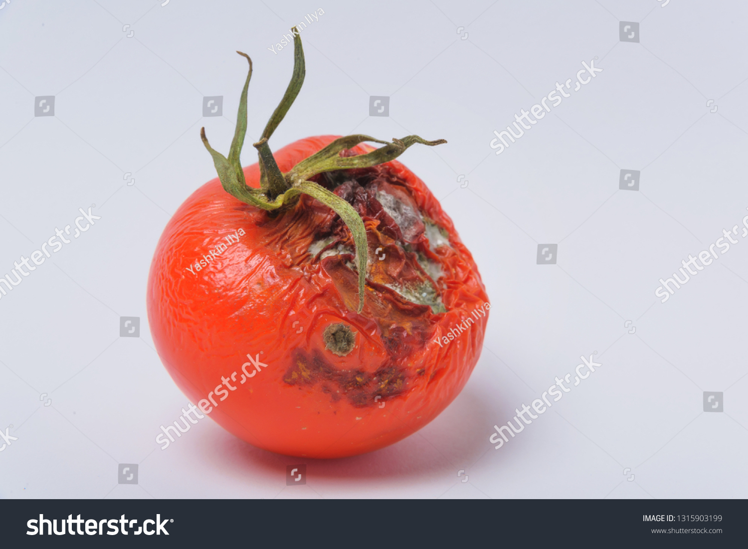 Rotten Tomato. Mold On Vegetables. Rotten - Royalty Free Stock Photo ...