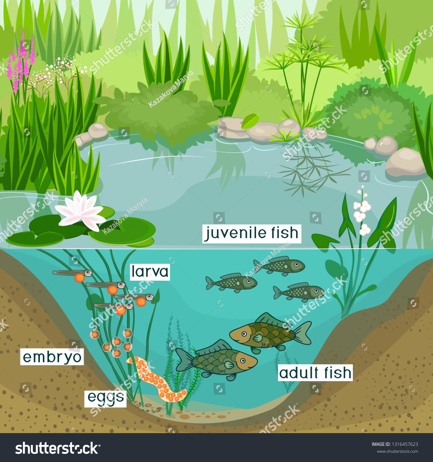 Pond ecosystem and life cycle of fish. Sequence - Royalty Free Stock ...