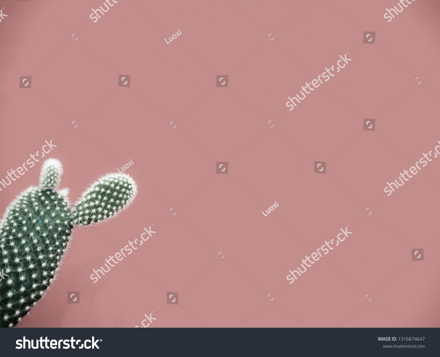 Small opuntia microdasys cactus also known as bunny ears cactus against a soft taupe pink background #1316874647