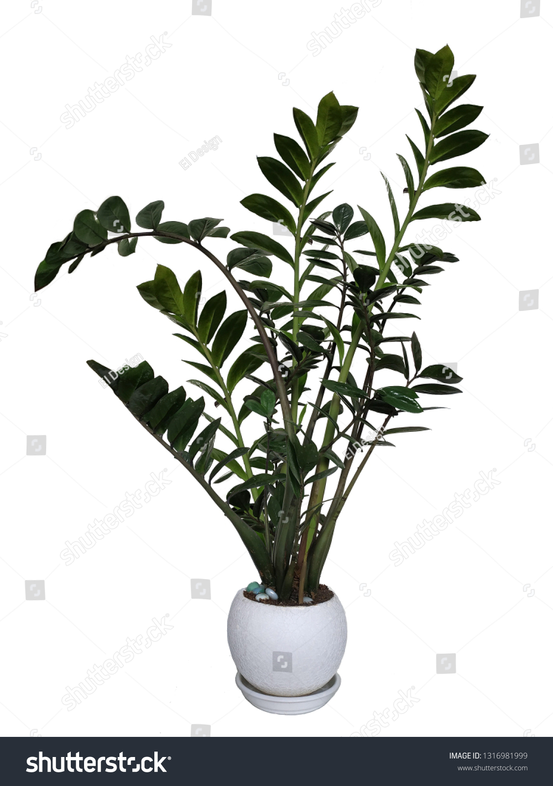 Zamioculcas, interior plant isolated on white background #1316981999