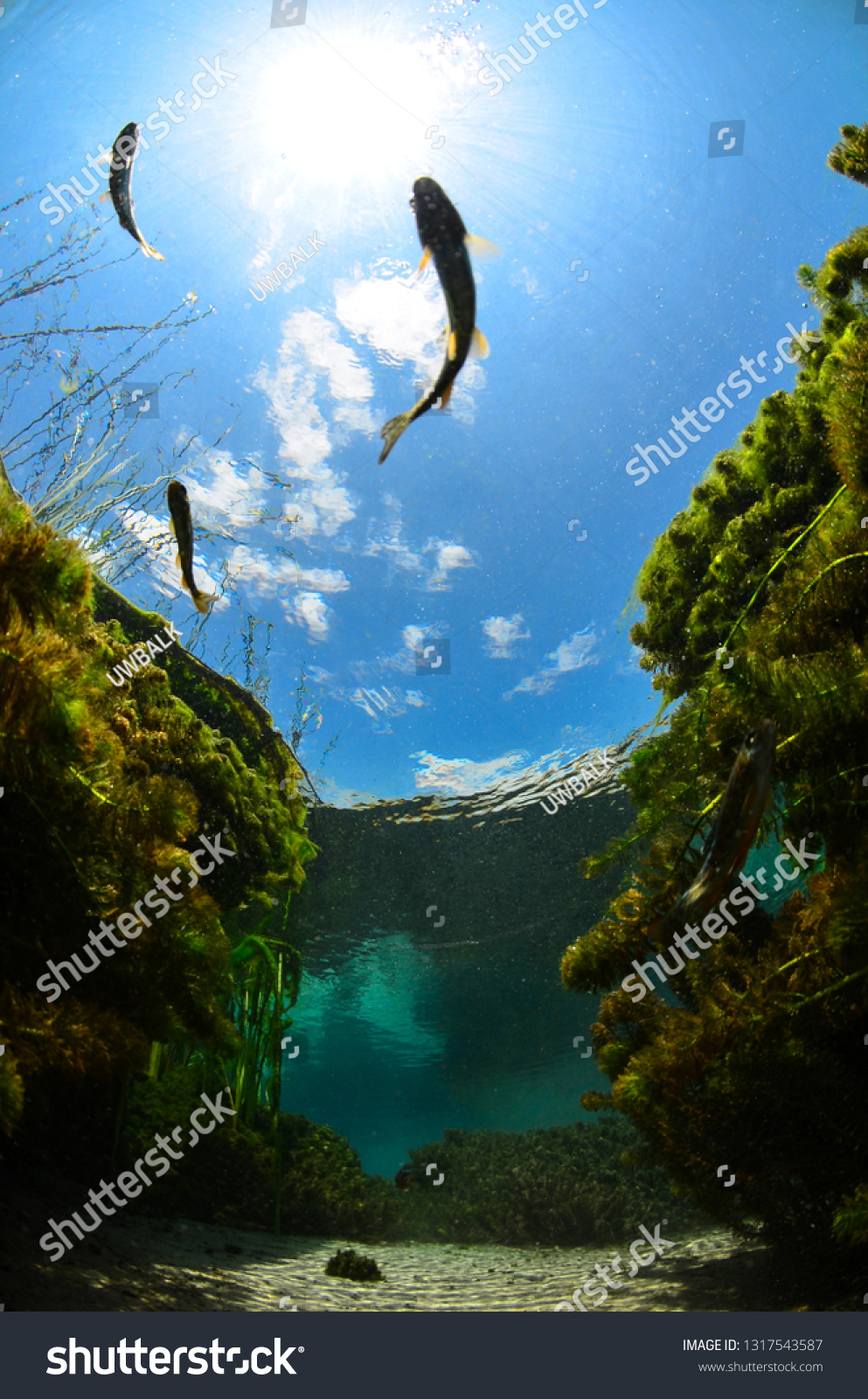 Underwater freshwater. Mysterious freshwater river. Spring water #1317543587