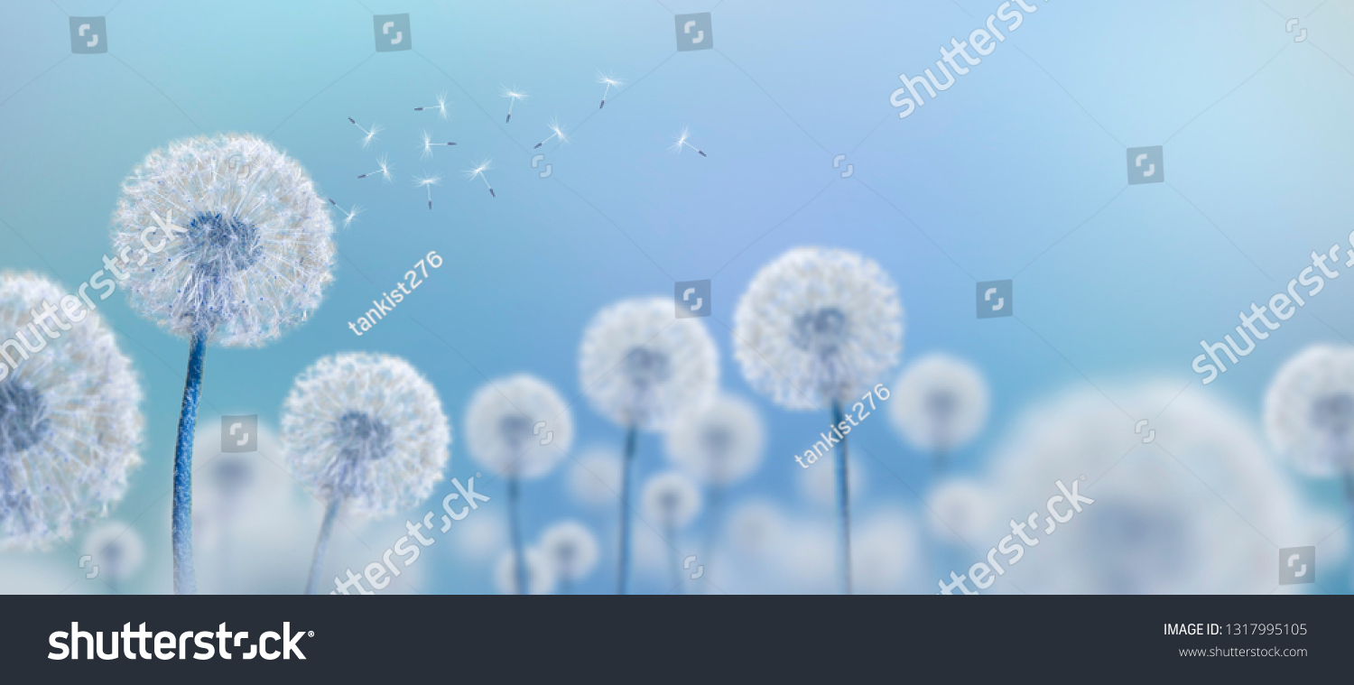 white dandelions on blue background, wide view #1317995105