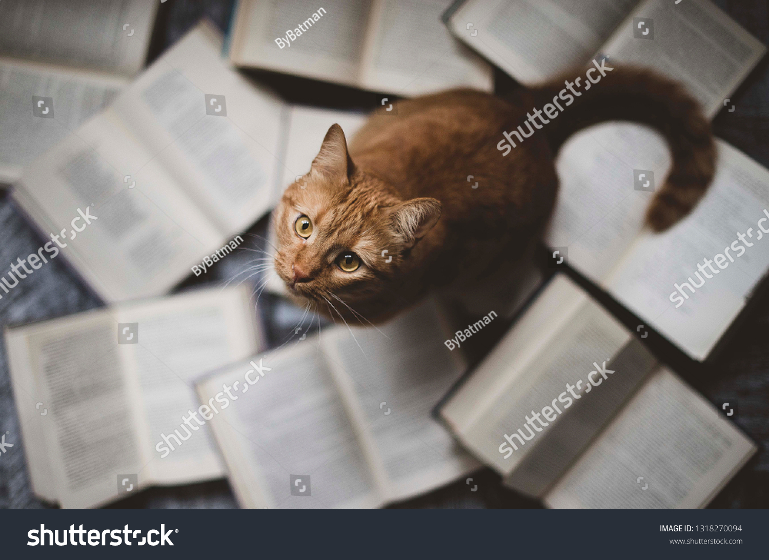 red cute cat sitting on open books laid out on the floor. funny cat face looks into the camera #1318270094