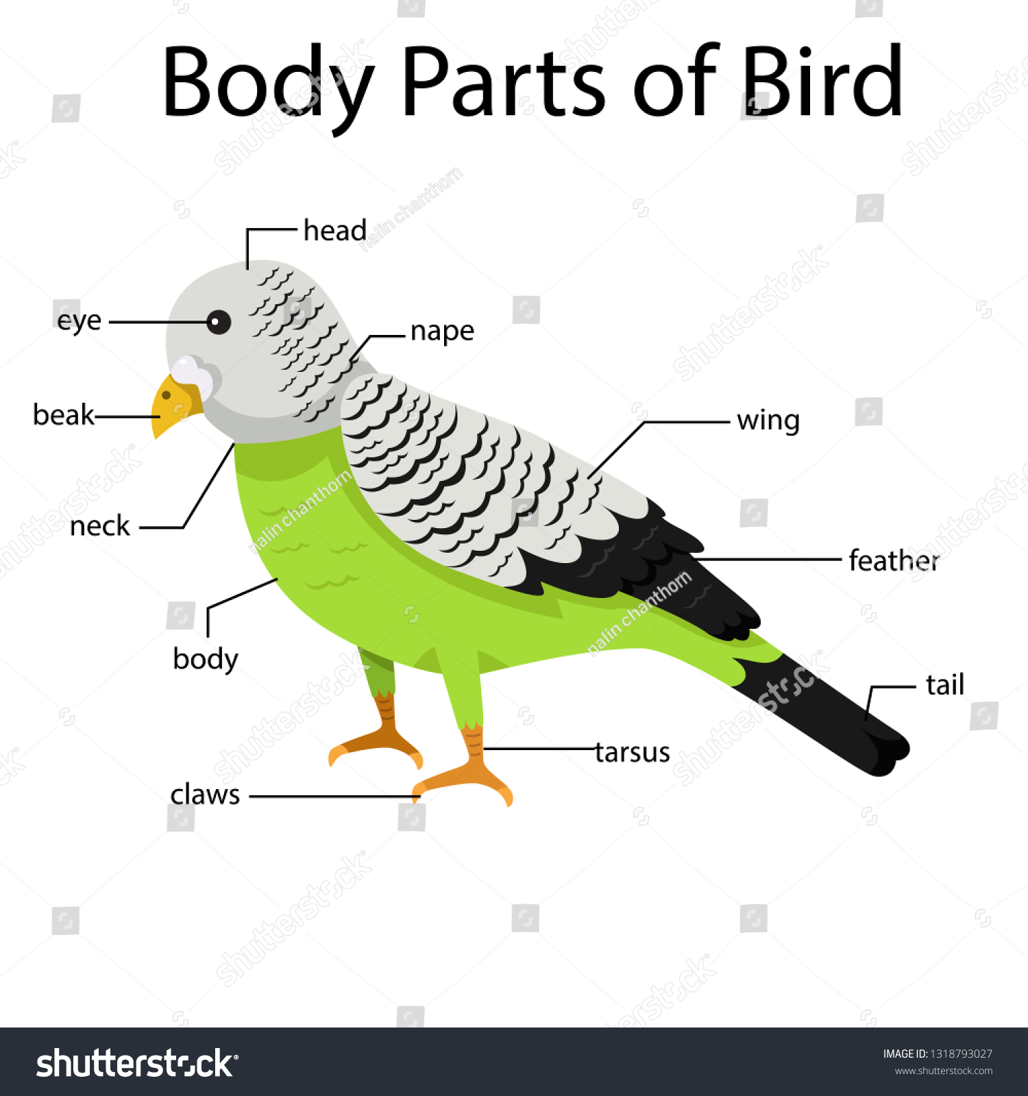 Illustrator Of Body Parts Of Bird Two Royalty Free Stock Vector 1318793027