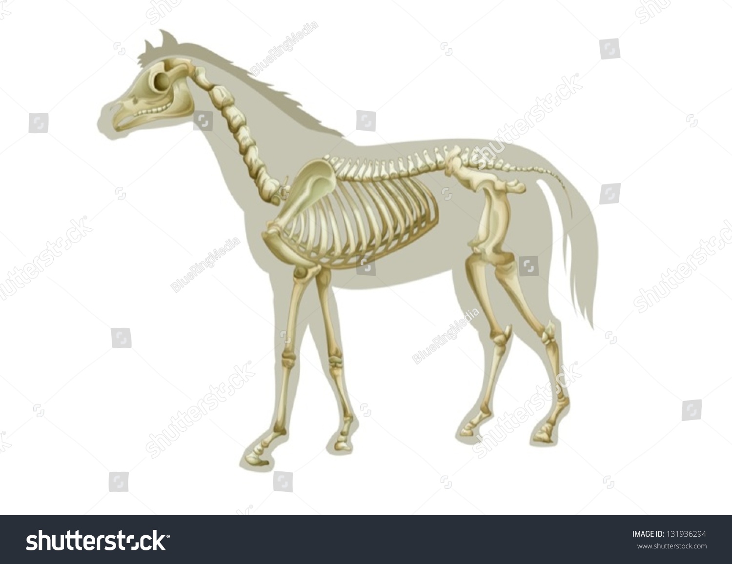 Illustration of a horse skeleton - side view - Royalty Free Stock ...