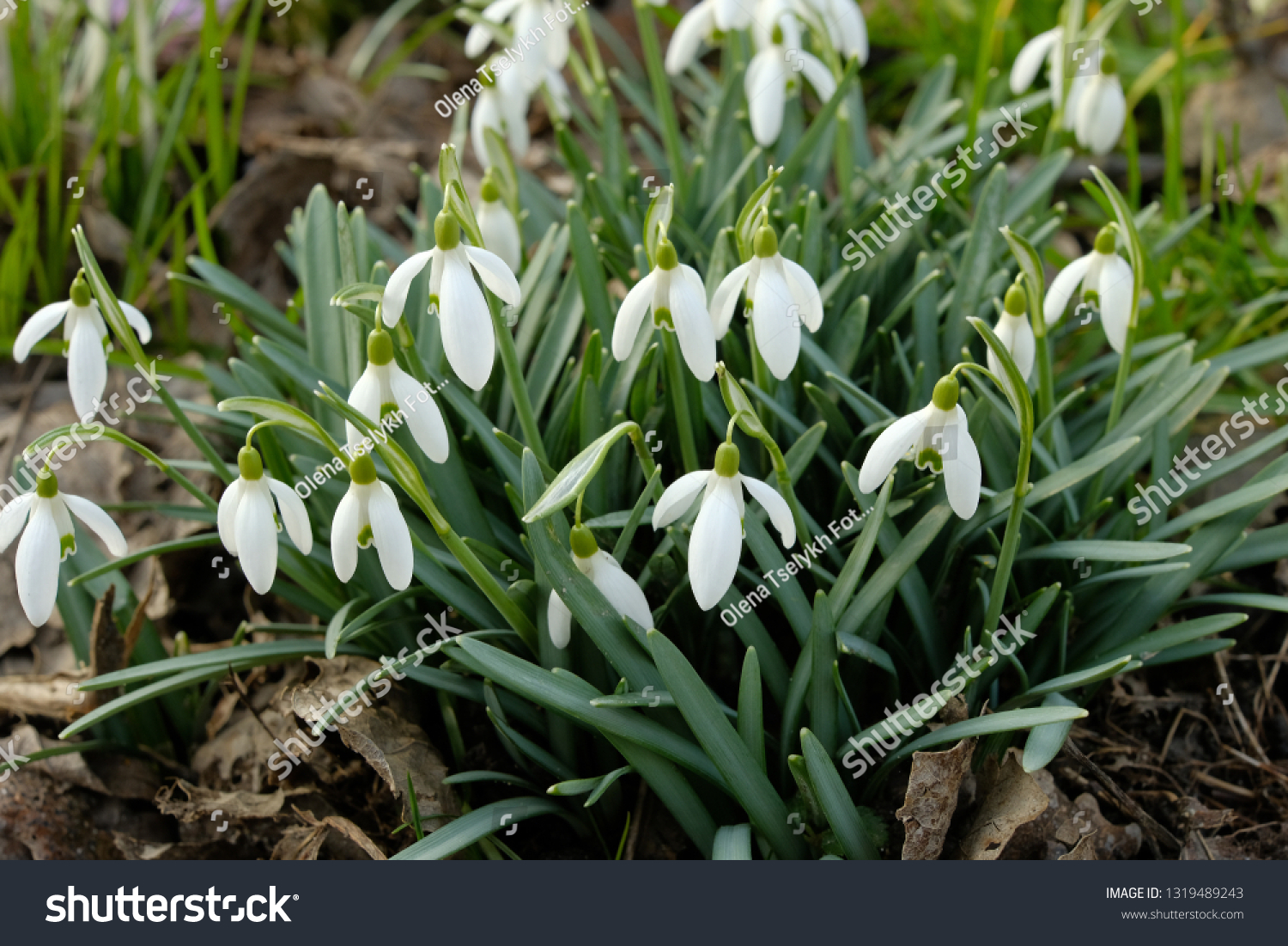 White spring snowdrops. Snowdrops field. Galanthus nivalis. Snowdrop spring flowers. Snowdrop or Galanthus. Spring flower snowdrop is the first flower in the end of winter and the beginning of spring. #1319489243