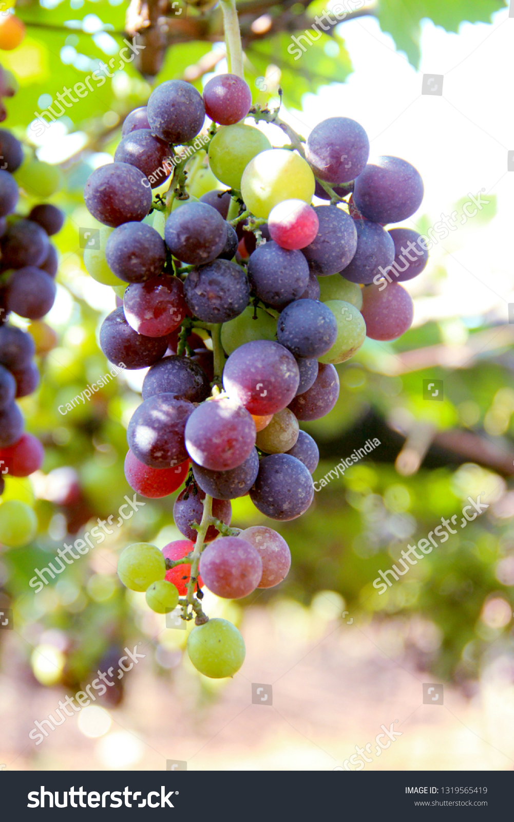 beautiful grapes images #1319565419