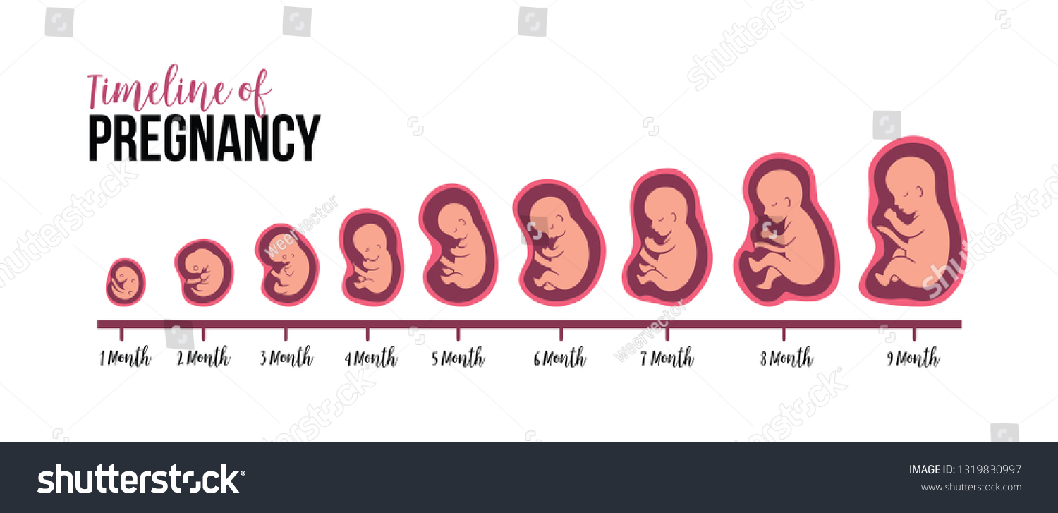 Timeline of pregnancy fetal development - Royalty Free Stock Vector ...