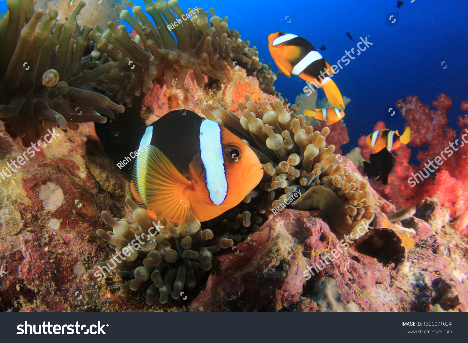 Clownfish anemonefish fish on coral reef  #1320071024