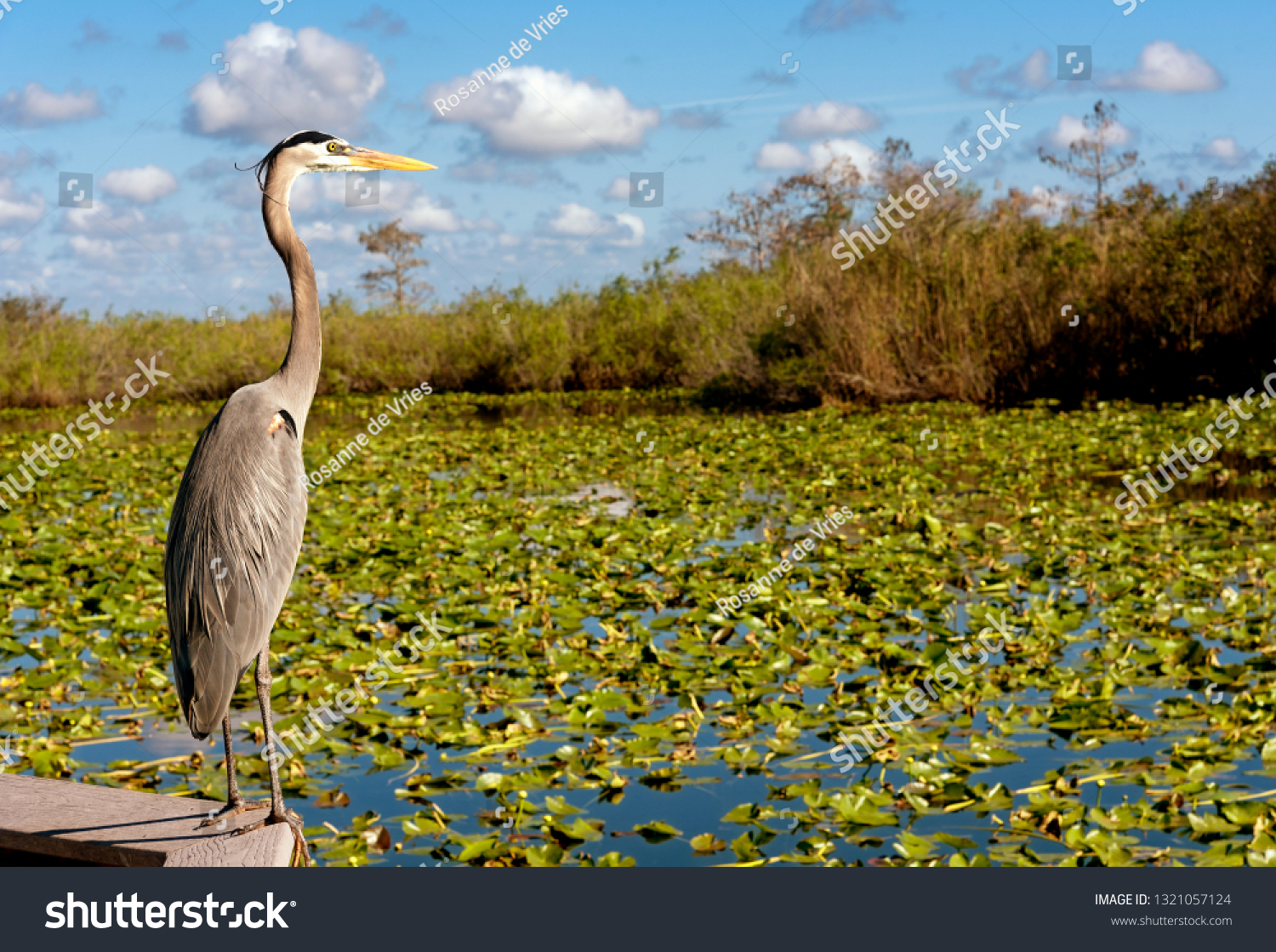 Nature in the Everglades National Park of USA, Florida. With heron next to water with water lilies  #1321057124