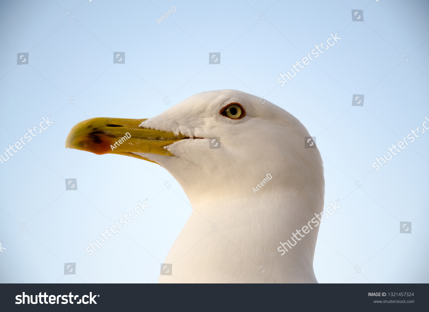 White seagull looking #1321457324