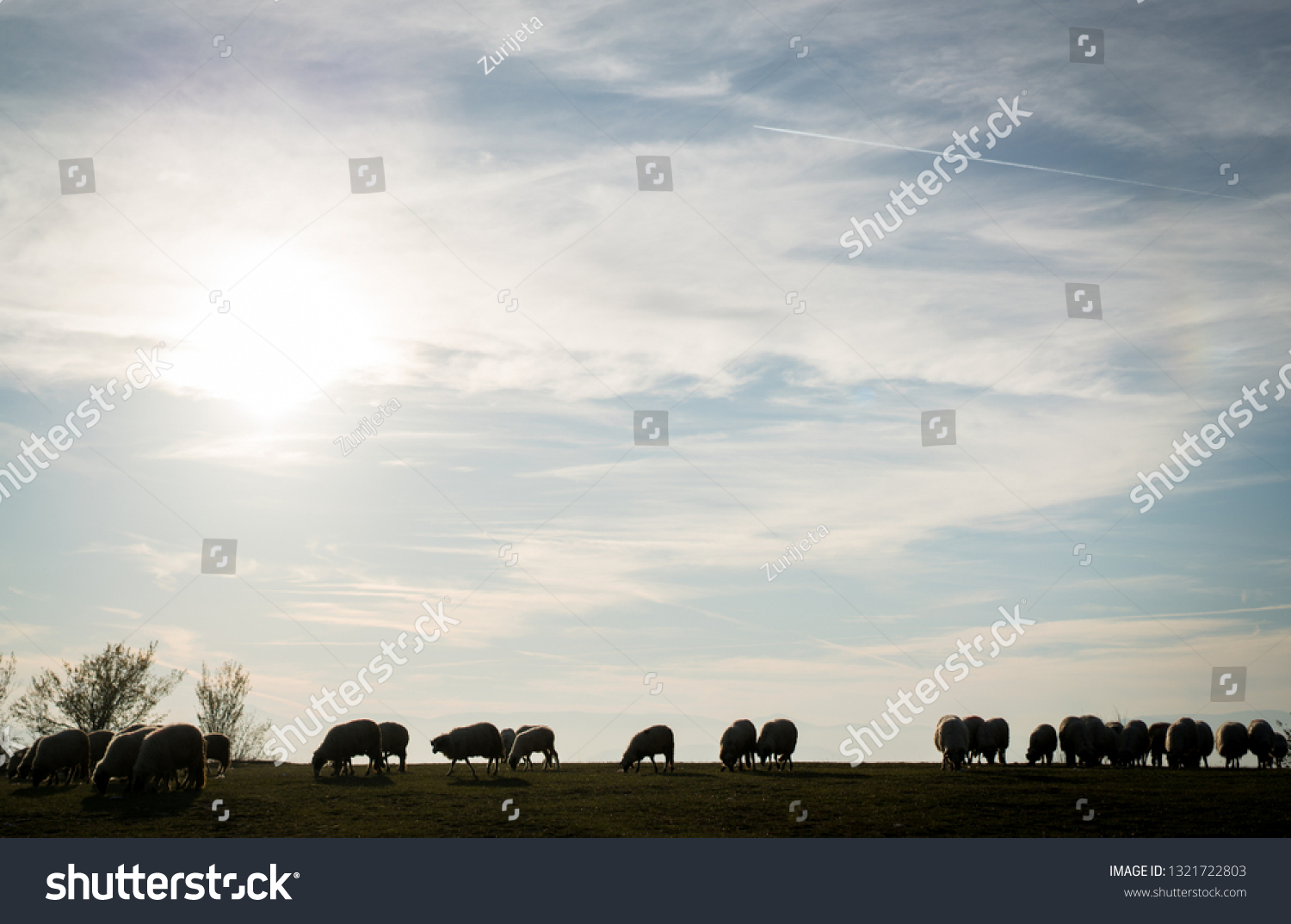 Sheep herd on meadow #1321722803