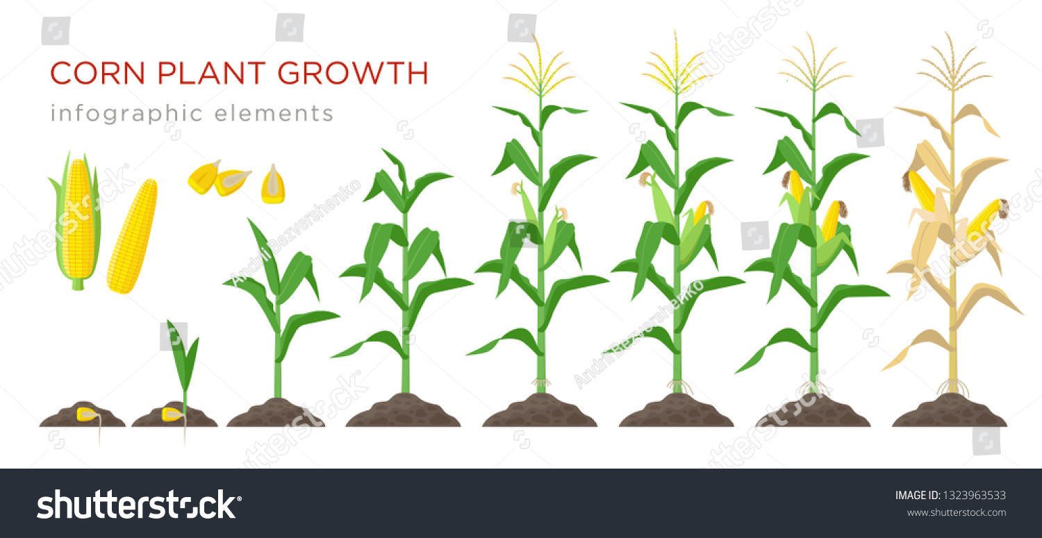 Corn growing stages vector illustration in flat design. Planting process of corn plant. Maize growth from grain to flowering and fruit-bearing plant isolated on white background. Ripe corn and grains #1323963533