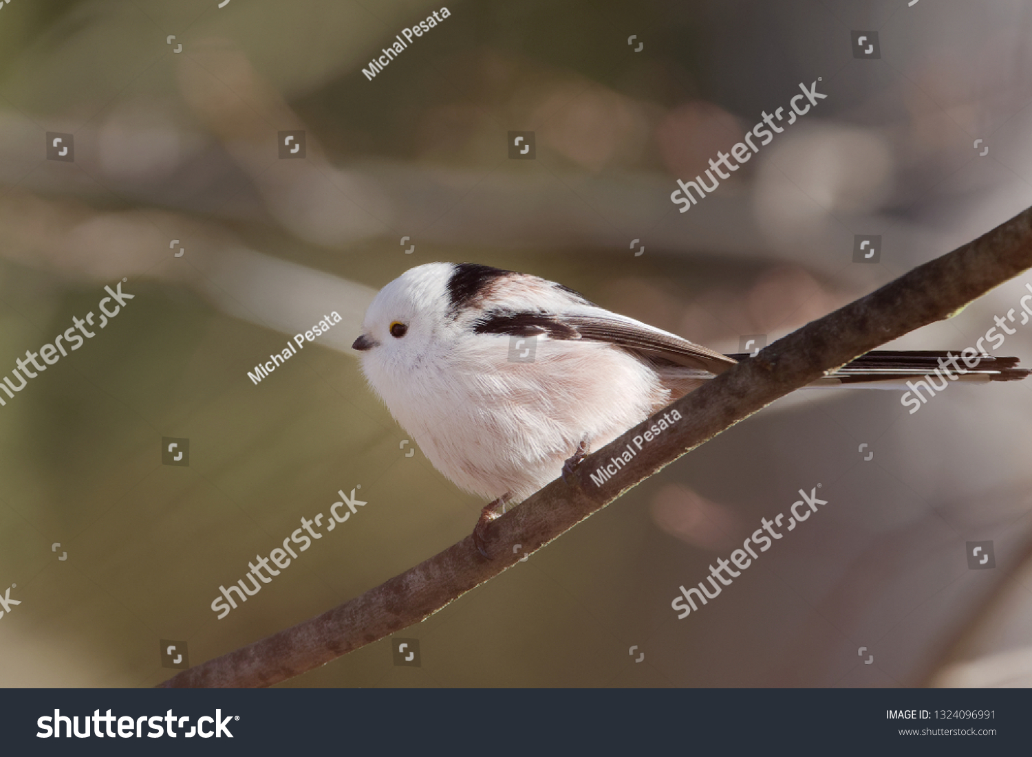 The long-tailed tit or long-tailed bushtit (The long-tailed tit or long-tailed bushtit (Aegithalos caudatus) is a common bird found throughout Europe and Asia) is a common bird found throughout Europe #1324096991
