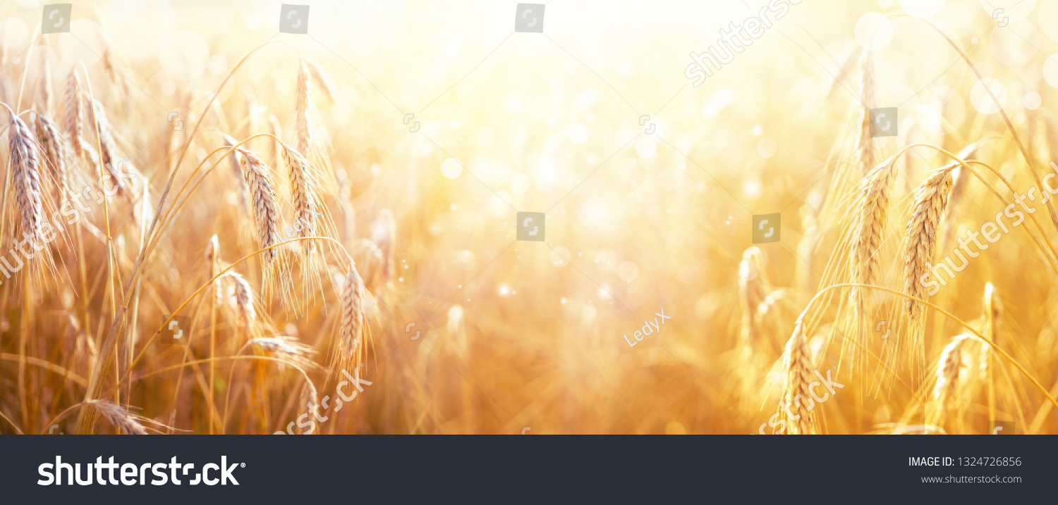 Spikes of ripe wheat in sun close-up with soft focus. Ears of golden wheat. Beautiful cereals field in nature on sunset, panoramic landscape, shining sunlight, copy space. #1324726856