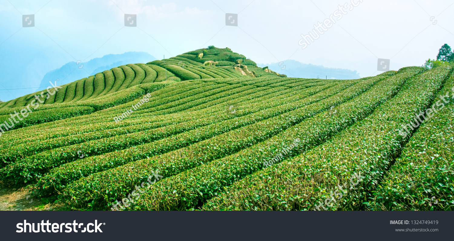 Beautiful tea garden rows scene isolated with blue sky and cloud, design concept for the tea product background, copy space, aerial view #1324749419