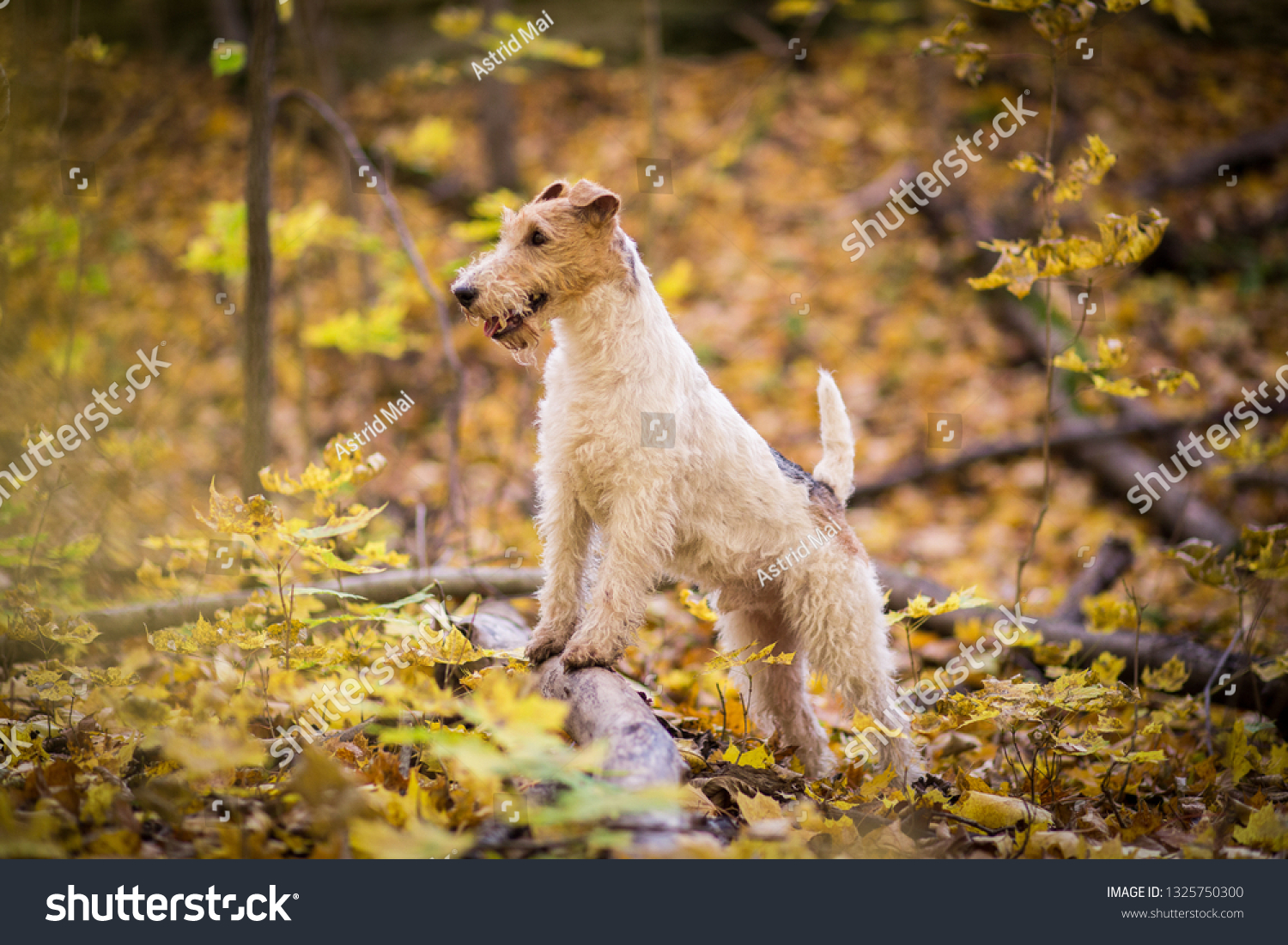 Wire-haired fox terrier autumn #1325750300