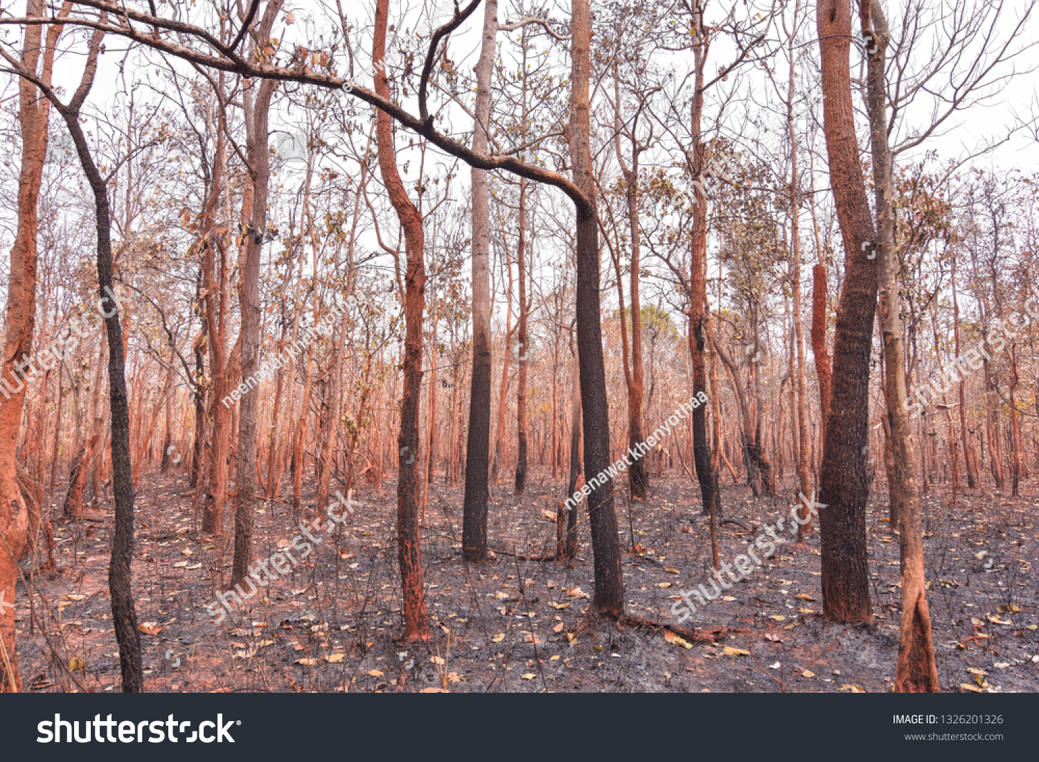 Forest fires, burning deciduous forests and mixed deciduous forests in Southeast Asia Greenhouse effect, global warming, drought Elniyo phenomenon #1326201326