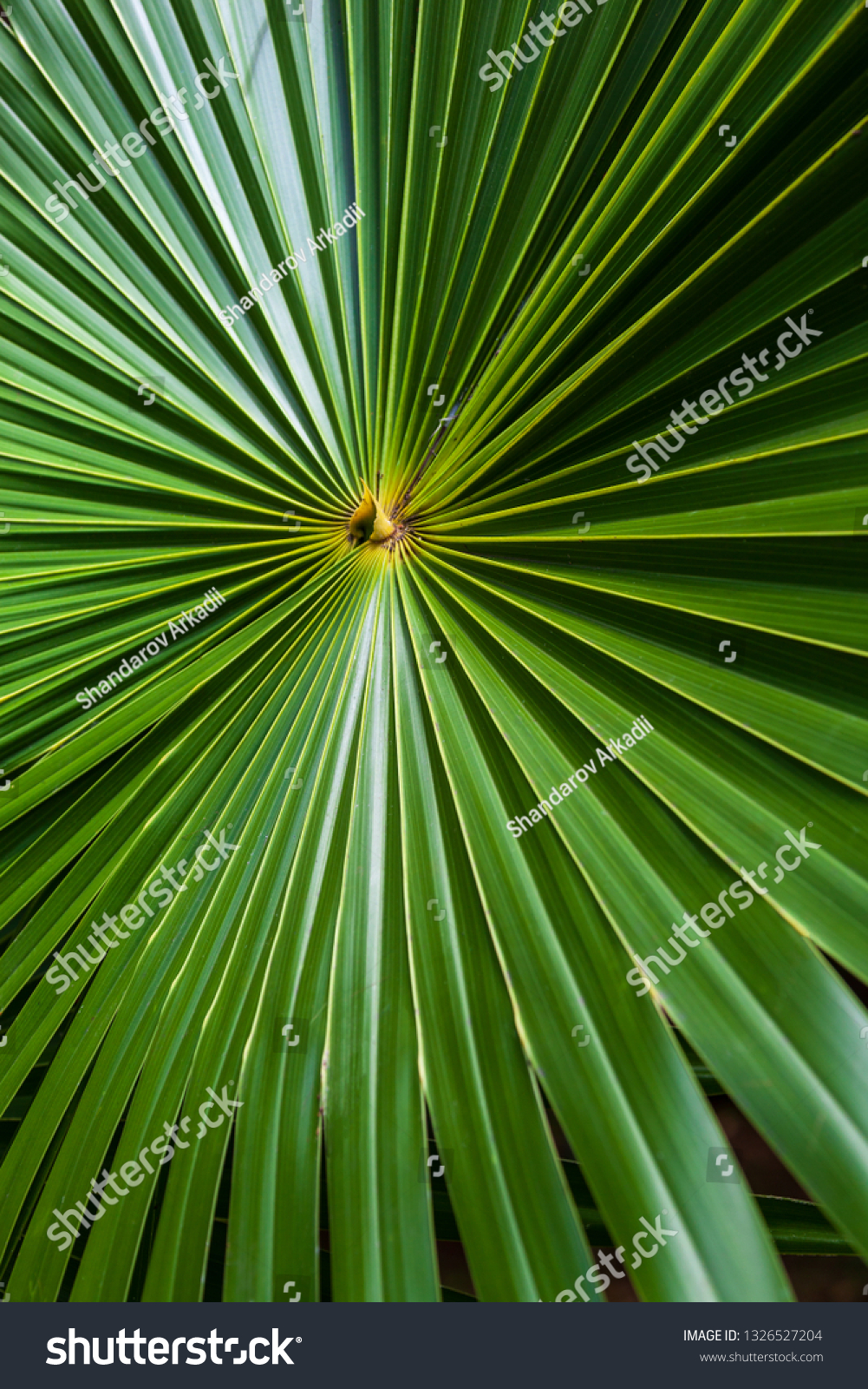 Palm leaf design, tropical Garden in Mauritius - Royalty Free Stock ...