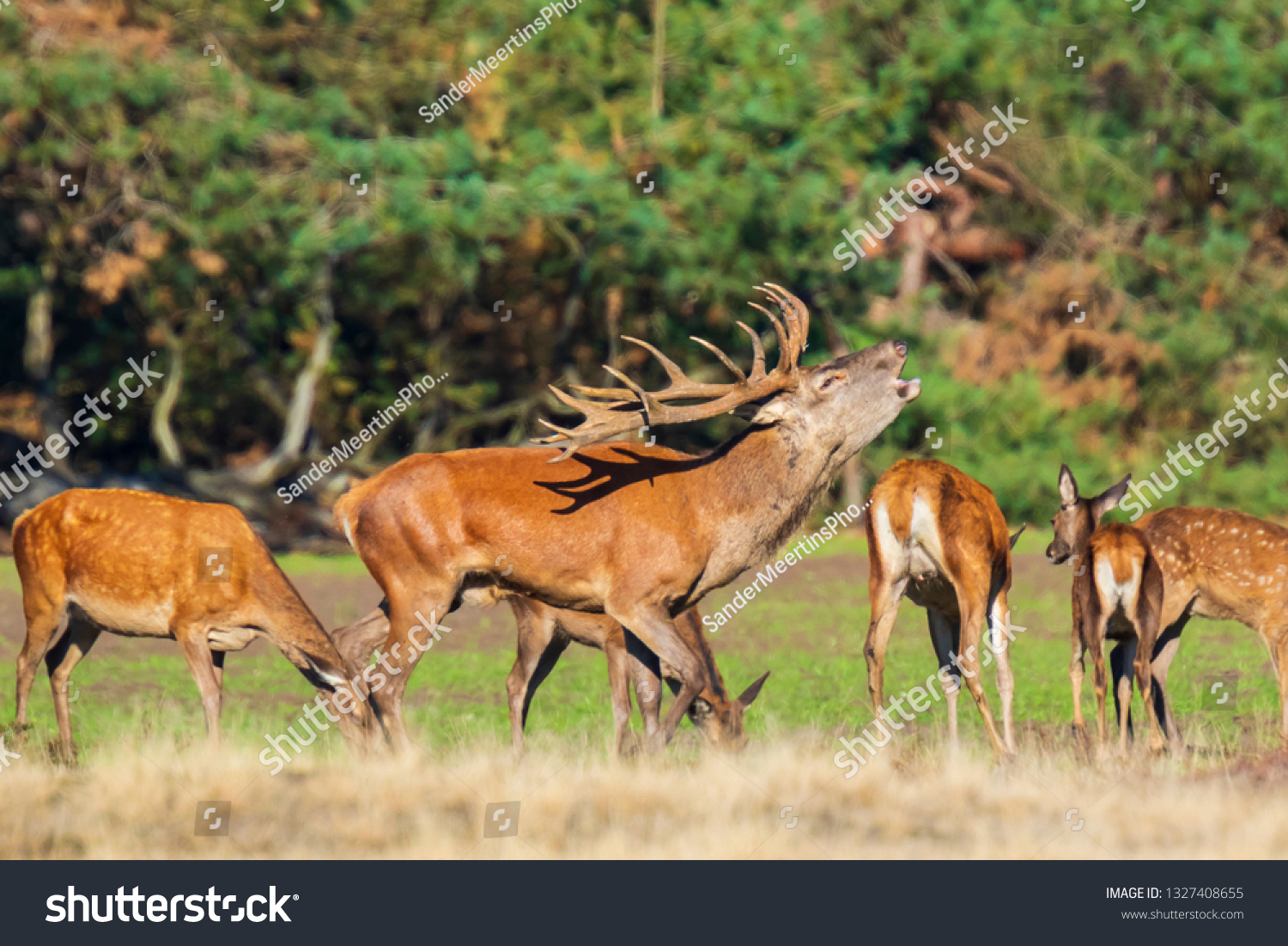 Red deer male, cervus elaphus, rutting during mating season on a field near a forest in purple heather blooming. 
National parc de Hoge Veluwe, the Netherlands Europe.  #1327408655